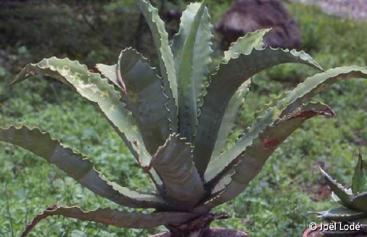 Agave marmorata Mexico ©JLcoll.4865